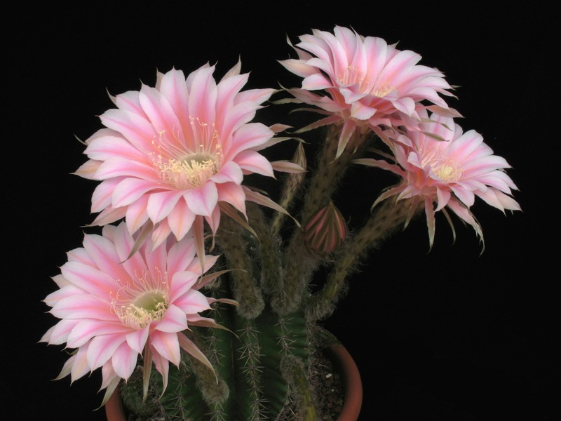 Echinopsis ibrido 