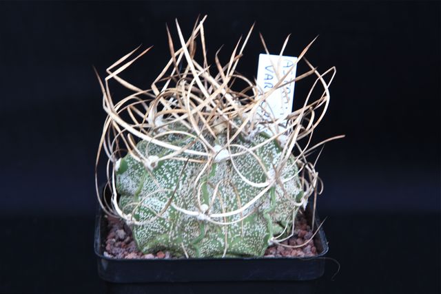 Astrophytum capricorne cv. crassispinoides 