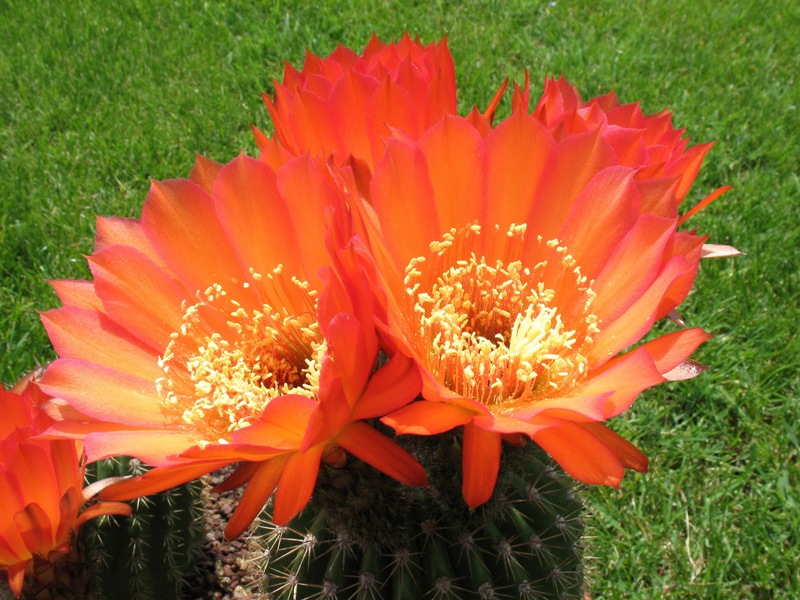 Trichocereus ibrido 'giallo rosso' 