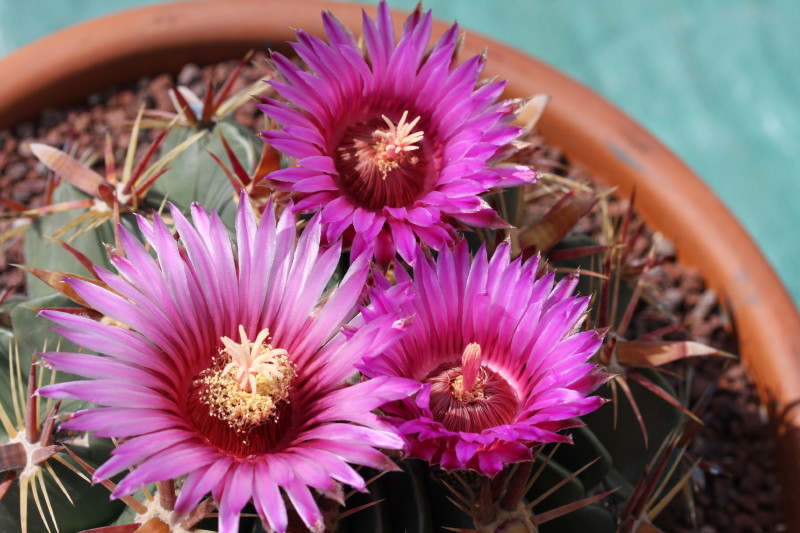 Ferocactus latispinus 