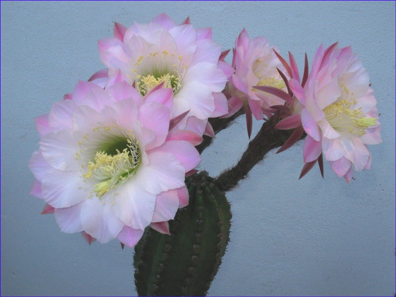 Trichocereus ibrido 'delrue' 