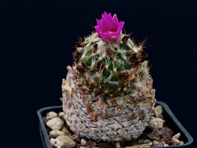 pelecyphora strobiliformis