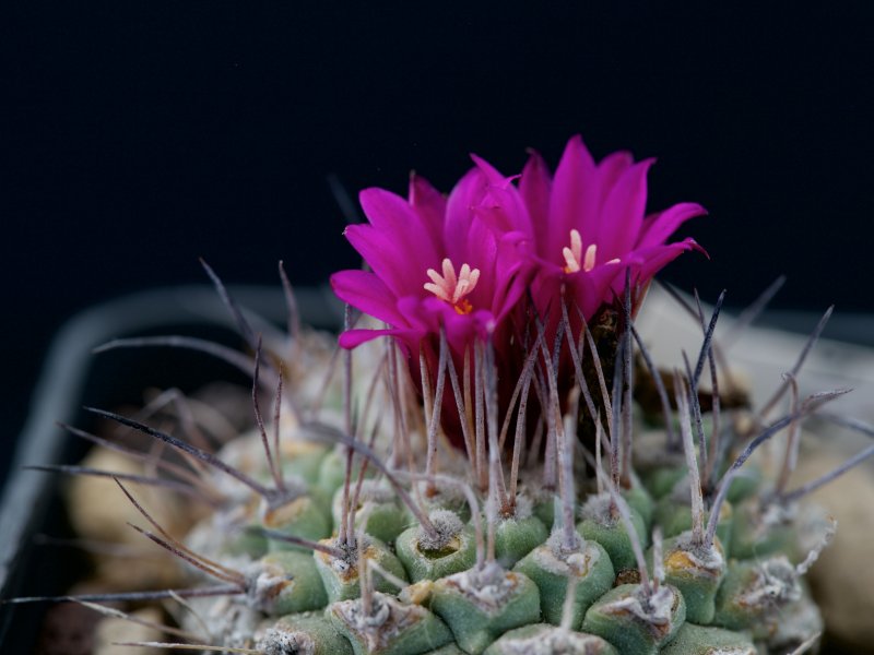 Strombocactus disciformis ssp. esperanzae 