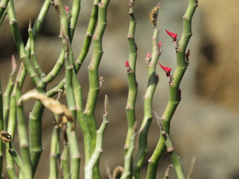 Pedilanthus tithimaloides 