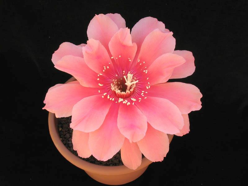 Echinopsis calorubra 