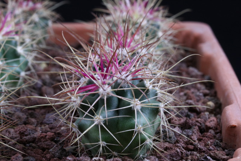 Ferocactus cylindraceus ssp. tortulispinus 