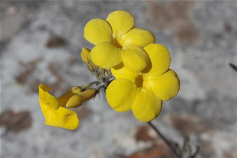 Pachypodium rosulatum v. gracilius 