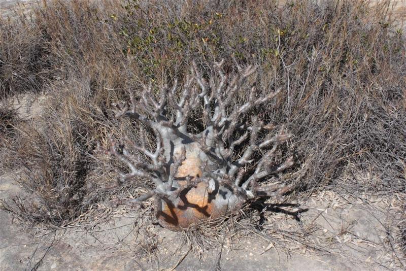 Pachypodium rosulatum v. gracilius 