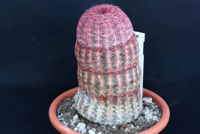 Echinocereus rigidissimus ssp. rubispinus 