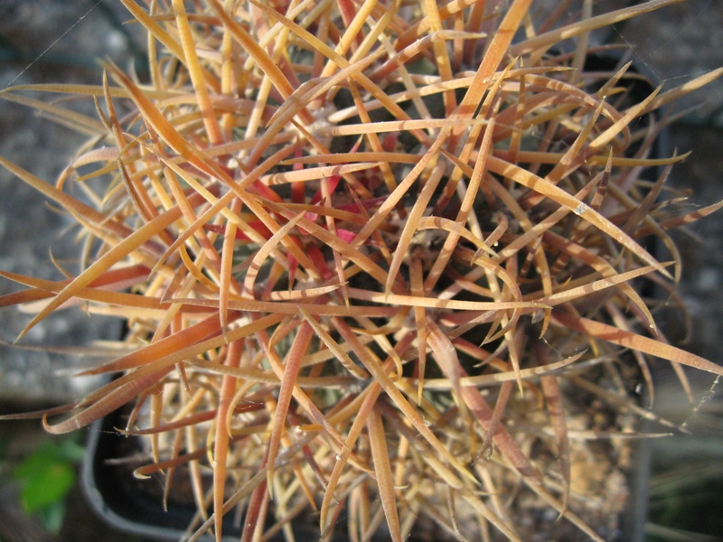 Ferocactus chrysacanthus 