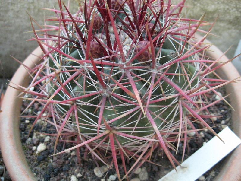 Ferocactus viridescens v. orcuttii 