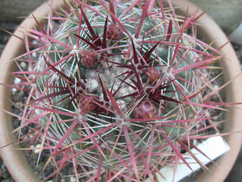 Ferocactus viridescens v. orcuttii 