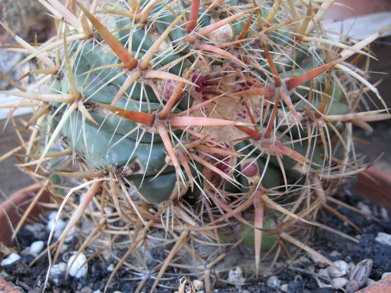 Ferocactus viridescens 