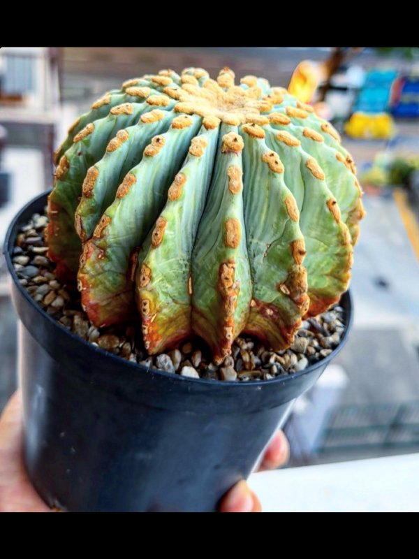 ferocactus glaucescens