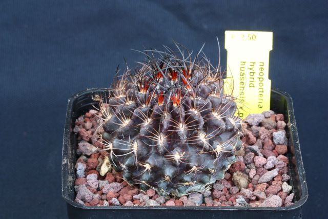 Neoporteria hibrid huasensis x paucicostata 