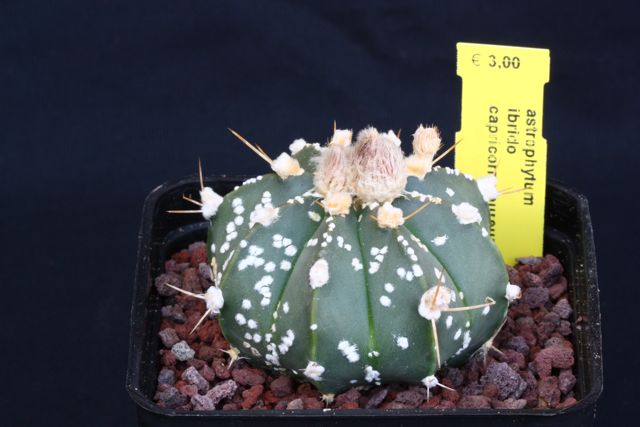 Astrophytum capricorne x asterias cv. superkabuto 