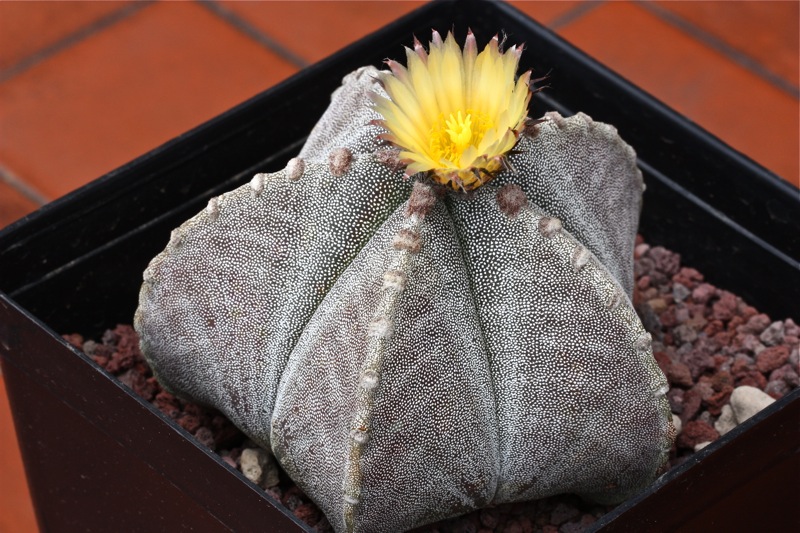 Astrophytum myriostigma v. strongylogonum 