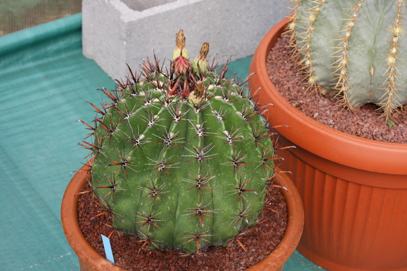 Ferocactus wislizeni ssp. herrerae 