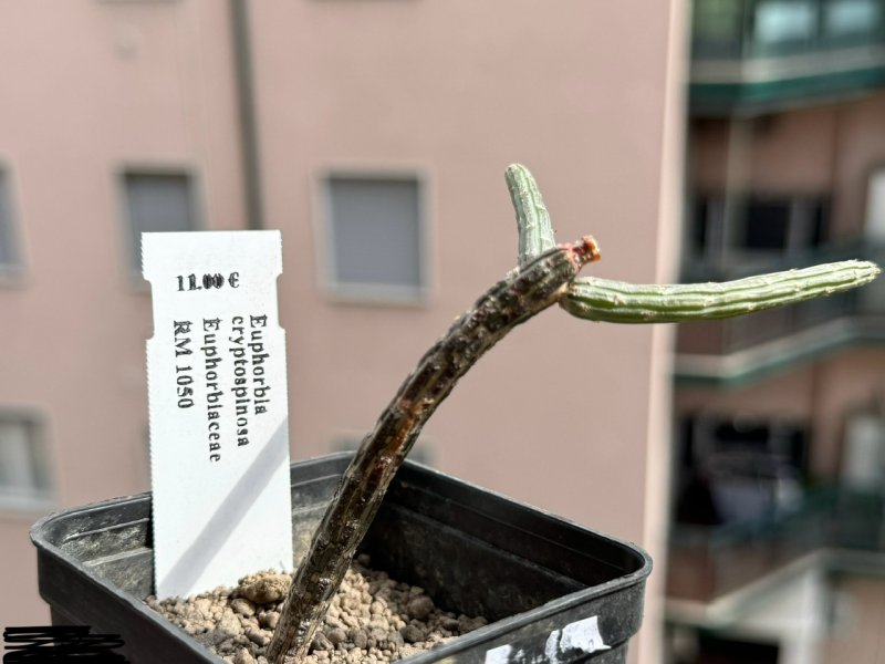 Euphorbia cryptospinosa 