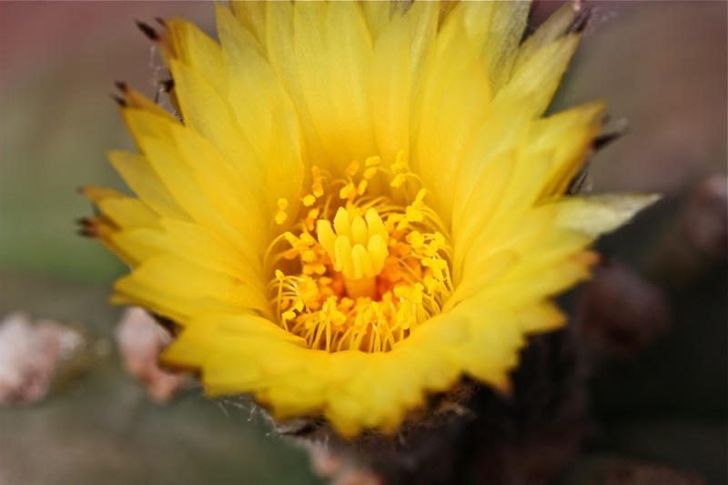 Astrophytum myriostigma v. nudum 