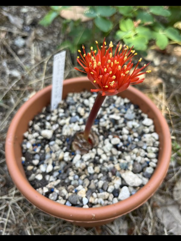 Haemanthus coccineus 