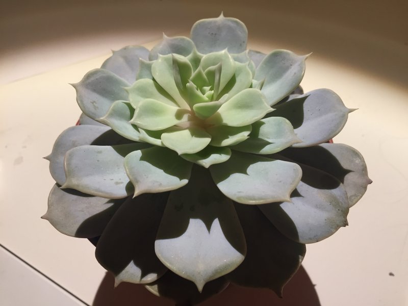 Echeveria lilacina 