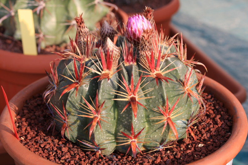 Ferocactus latispinus 