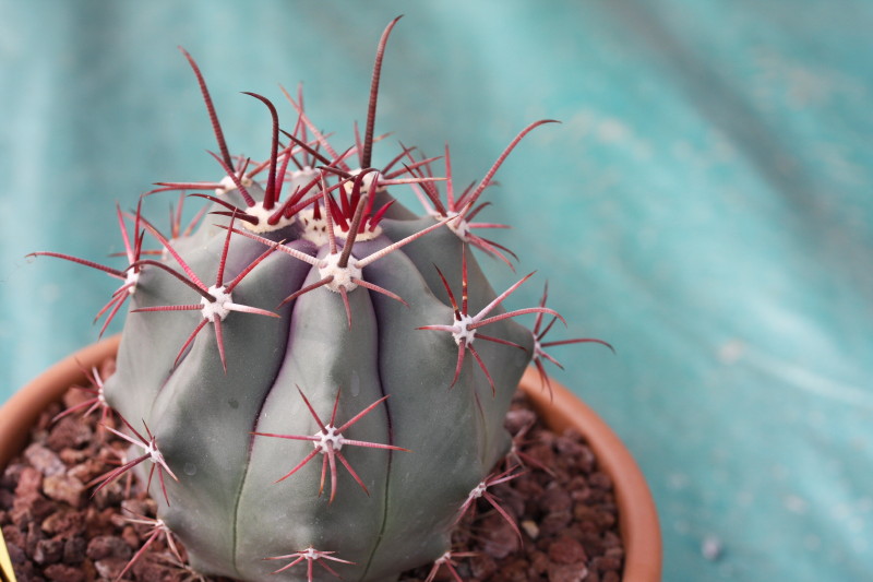 Ferocactus peninsulae 