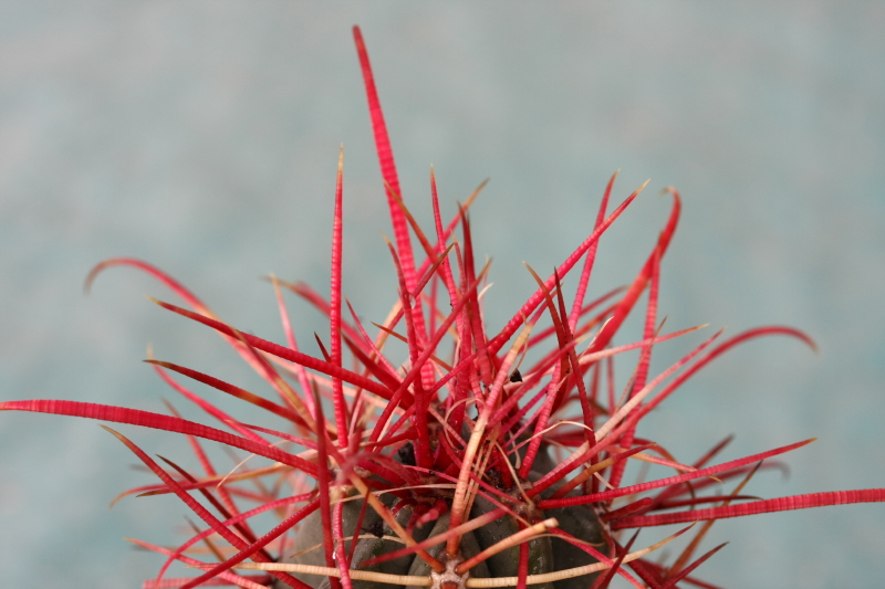 Ferocactus cylindraceus ssp. tortulispinus 