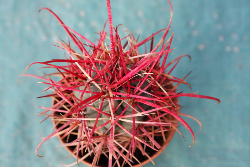 Ferocactus cylindraceus ssp. tortulispinus 