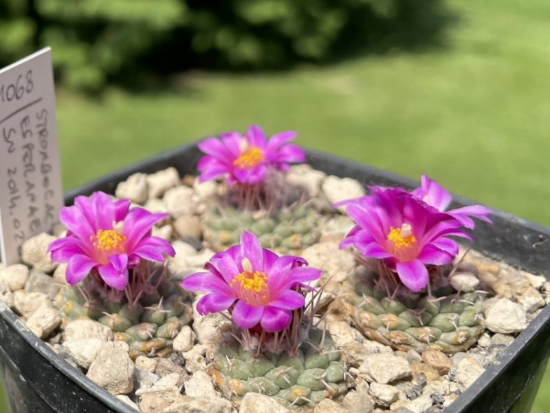 strombocactus disciformis ssp. esperanzae