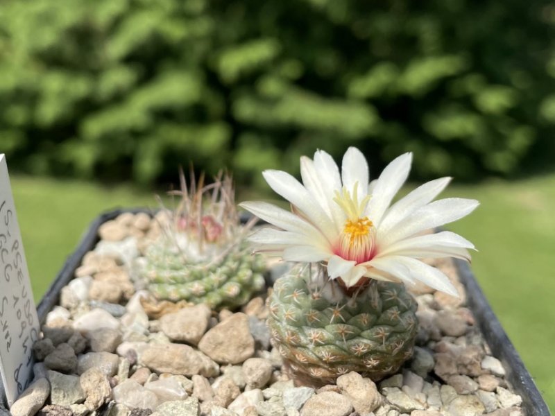 strombocactus pseudocorregidorae