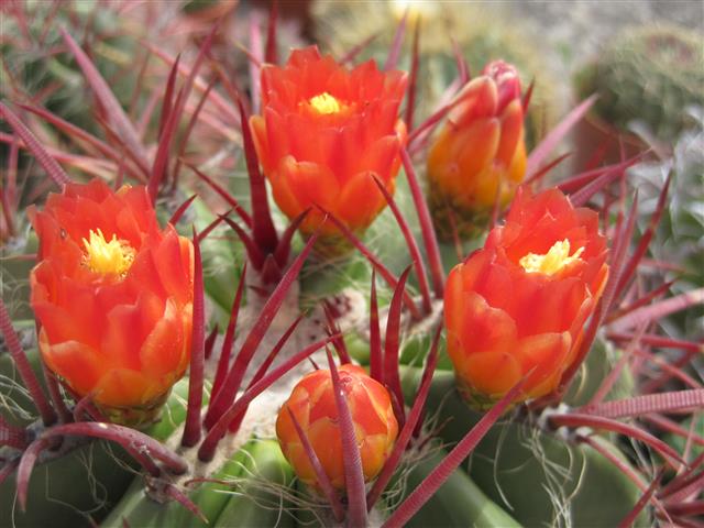 Ferocactus stainesii 