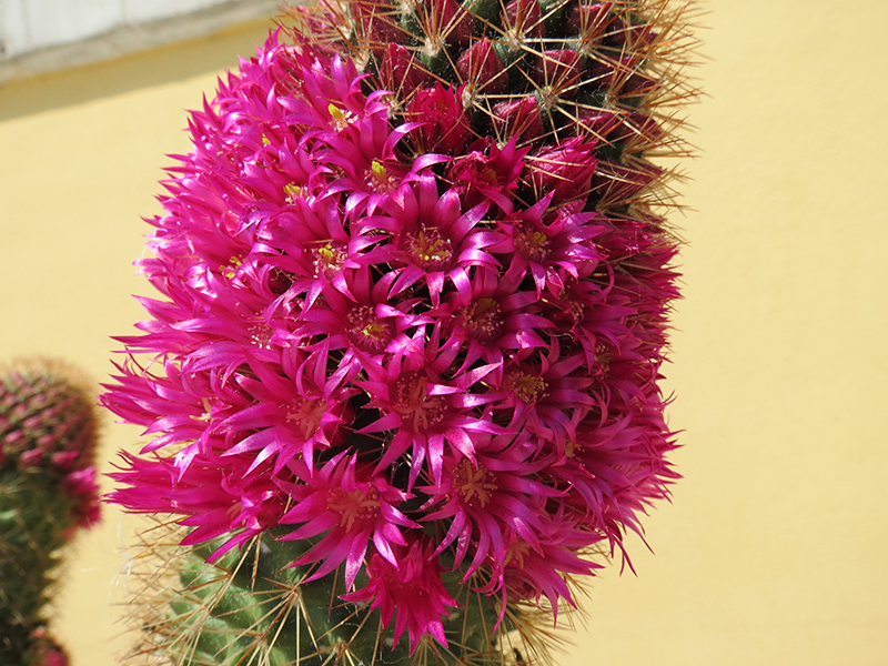 Mammillaria backebergiana 