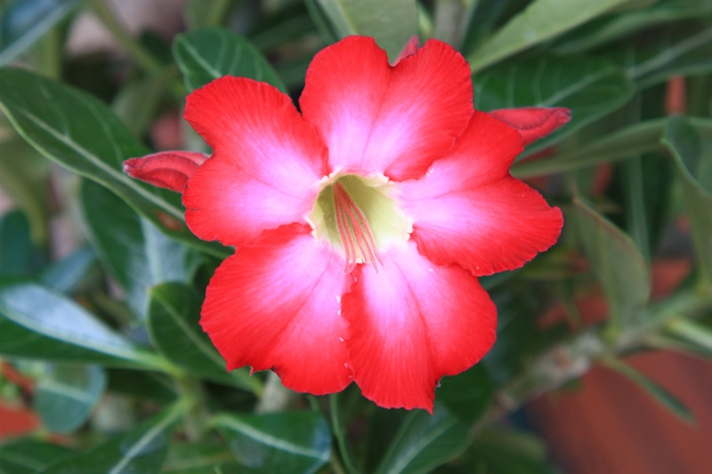 Adenium obesum 