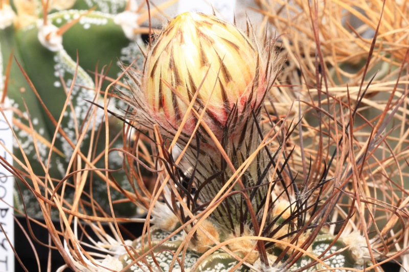 Astrophytum capricorne 