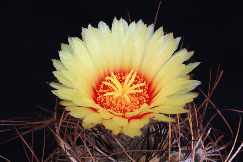 Astrophytum capricorne 