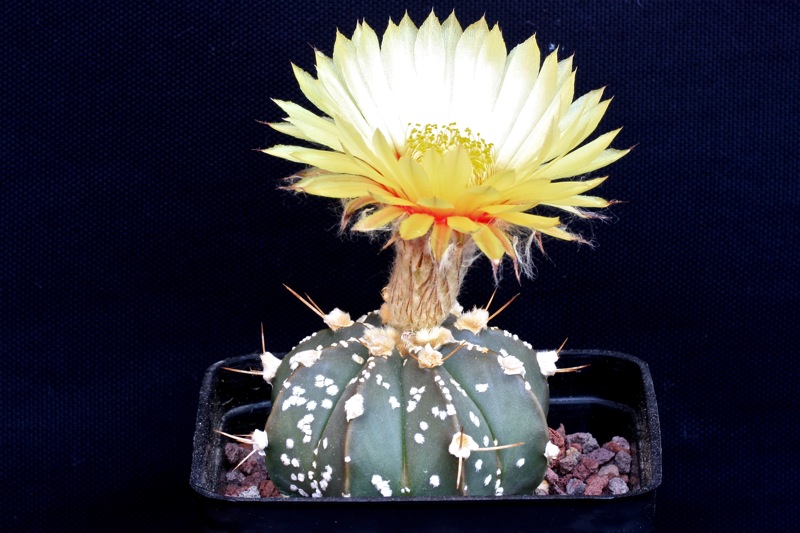 Astrophytum capricorne x asterias cv. superkabuto 