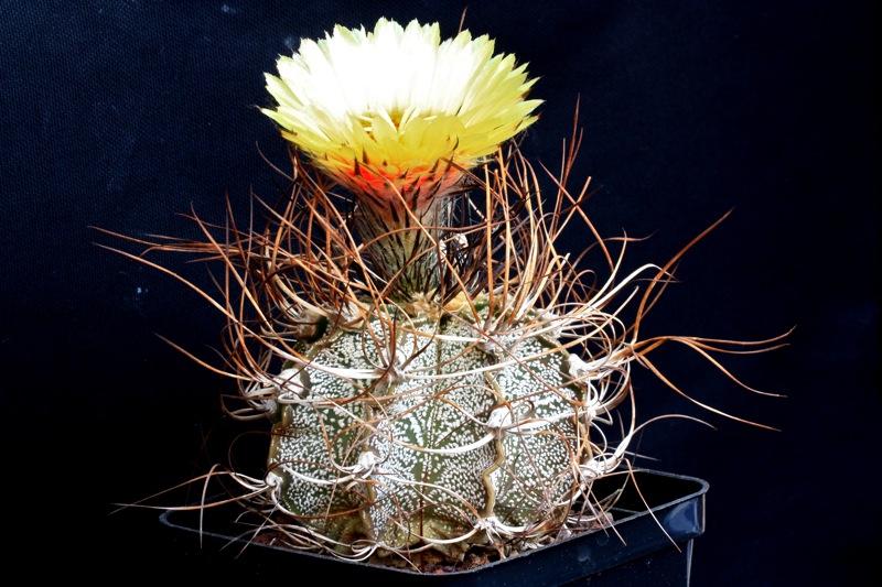 Astrophytum capricorne 