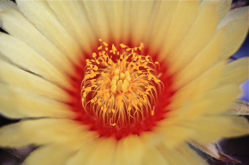 Astrophytum capricorne x asterias cv. superkabuto 