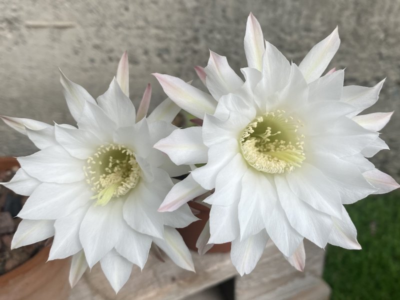 Echinopsis subdenudata 