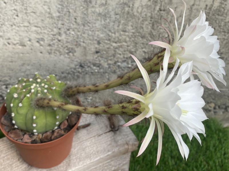 Echinopsis subdenudata 