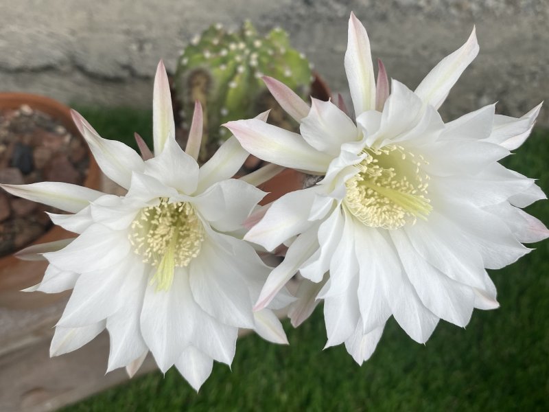 echinopsis subdenudata