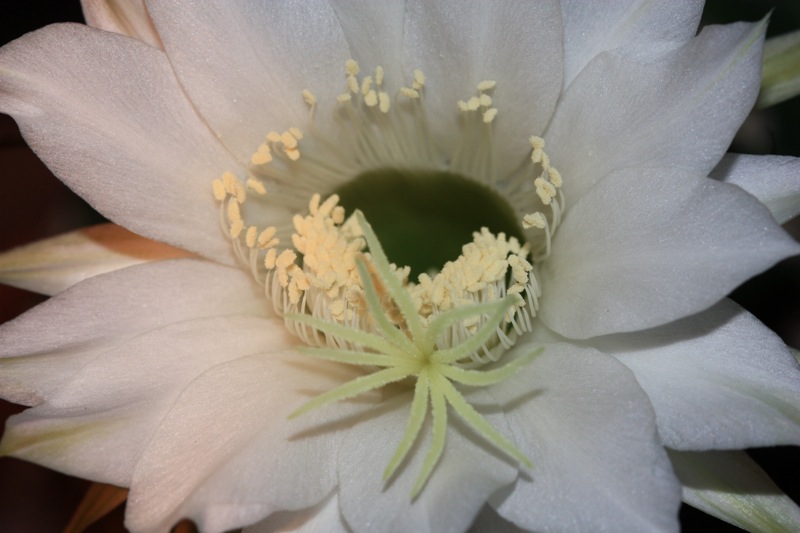 Echinopsis eyriesii 