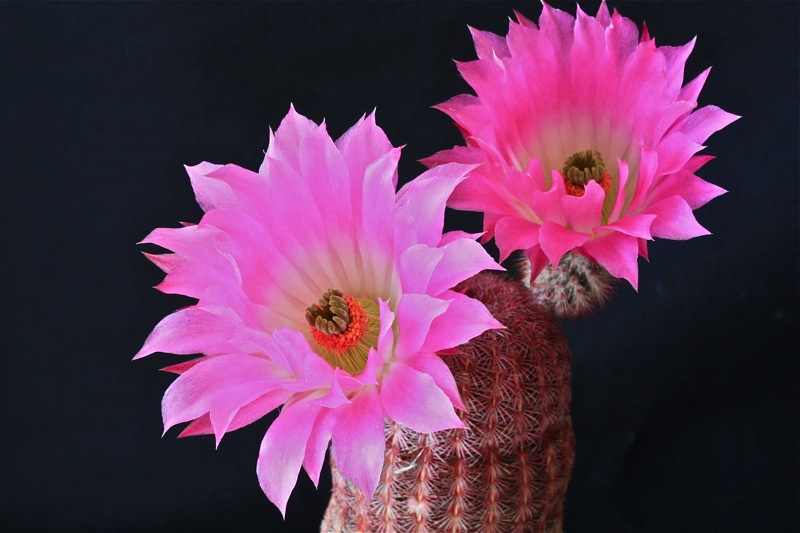 Echinocereus rigidissimus v. rubispinus 