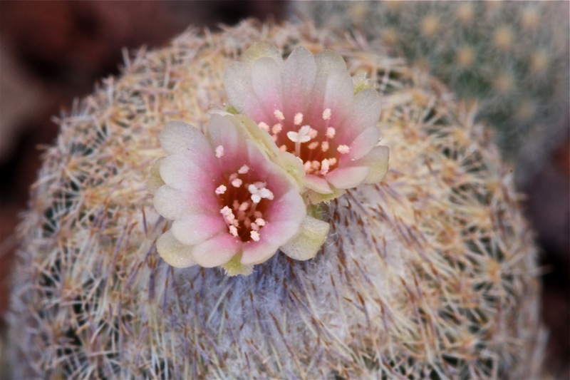 Epithelantha dickisoniae 