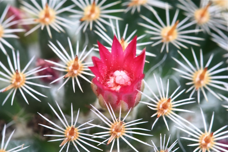 Mammillaria perbella 