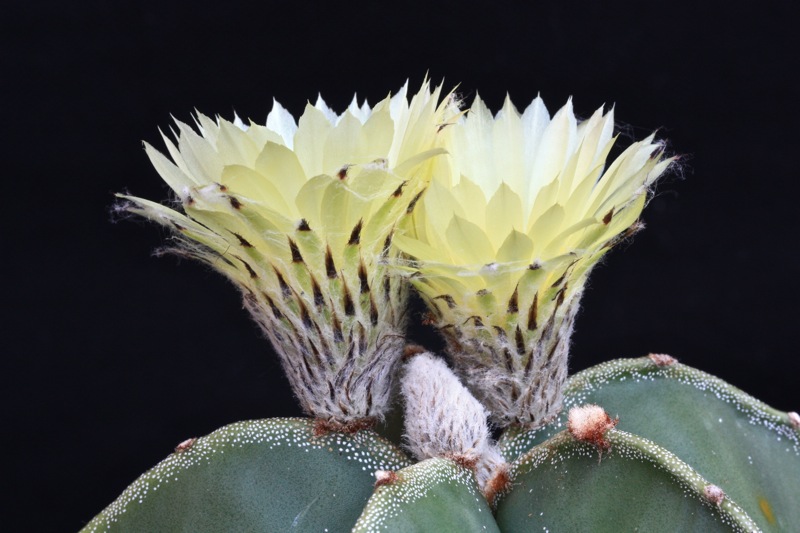 Astrophytum myriostigma v. nudum 