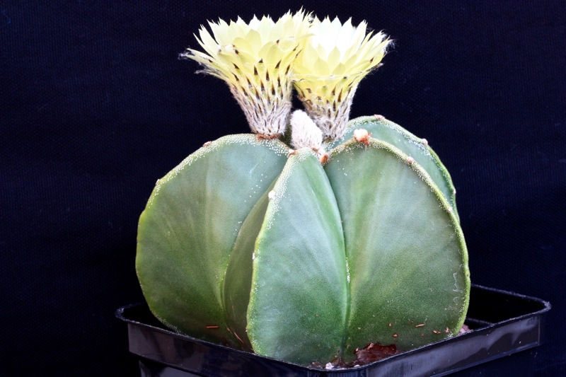 Astrophytum myriostigma v. nudum 