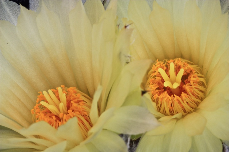 Astrophytum myriostigma v. nudum 